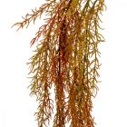 Aszparágus ág 80cm