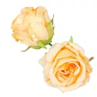 Rózsa virágfej D8cm barack 925B 12db/csom