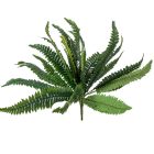 Páfrány bokor 60cm