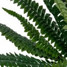 Páfrány bokor 60cm