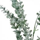 Eukaliptusz bokor 62cm