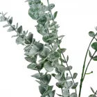Eukaliptusz bokor 62cm