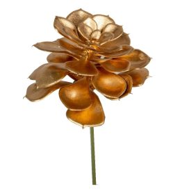 Kövirózsa arany 15cm Kövirózsa arany 15cm