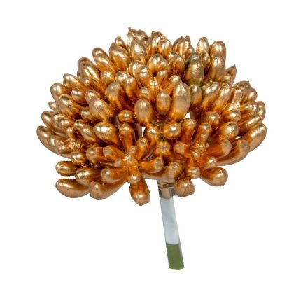 Varjúháj pozsgás arany 9cm