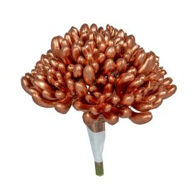 Varjúháj pozsgás bronz 9cm Varjúháj pozsgás bronz 9cm