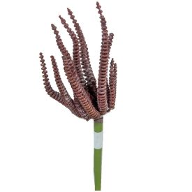 Kövirózsa pick bordó 20cm Kövirózsa pick bordó 20cm