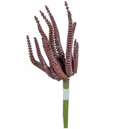 Kövirózsa pick bordó 20cm