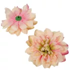 Dália virágfej 14cm barack 3 darabos csomagban rendelhető (darab ár!)