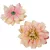 Dália virágfej 14cm barack 3 darabos csomagban rendelhető (darab ár!)