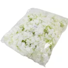 Hortenzia virágfej fehér 12cm