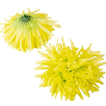 Krizantém virágfej zöld 15cm