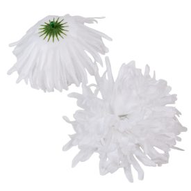 Krizantém virágfej fehér  D15cm 6db/csom Krizantém virágfej fehér  D15cm 6db/csom