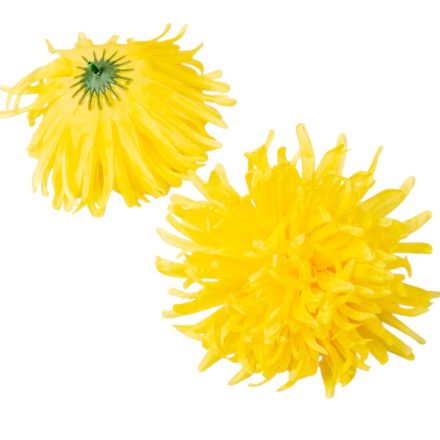 Krizantém virágfej sárga 15cm