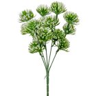 Kövirózsa szálas 5 ágú 27cm