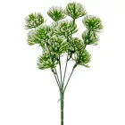 Kövirózsa szálas 5 ágú 27cm