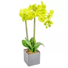 Orchidea cserepes gumi zöld 55cm