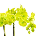 Orchidea cserepes gumi zöld 55cm