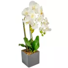 Orchidea cserepes gumi fehér 55cm