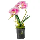 Orchidea cserepes gumi rózsaszín cirkás 28cm