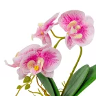 Orchidea cserepes gumi rózsaszín cirkás 28cm
