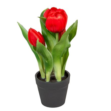 Cserepes tulipán gumi 5 virágos piros 22cm