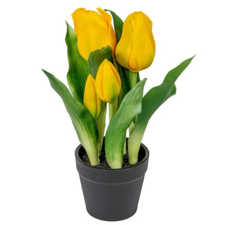 Cserepes tulipán gumi 5 virágos sárga 23cm