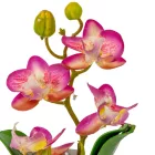 Orchidea cserepes gumi krém-lila 21cm