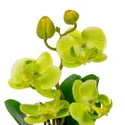 Orchidea cserepes gumi zöld 21cm