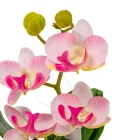 Orchidea cserepes gumi rózsaszín 21cm