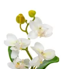 Orchidea cserepes gumi fehér 21cm