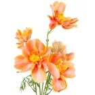 Pipacs ág narancssárga 5 virágos 90cm