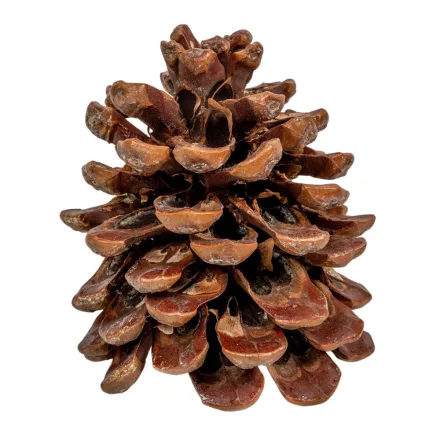 Toboz pinus pinea 10-12cm