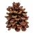 Toboz pinus pinea 10-12cm