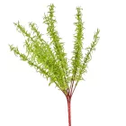 Zöld bokor 13 ágú 47cm