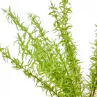 Zöld bokor 13 ágú 47cm