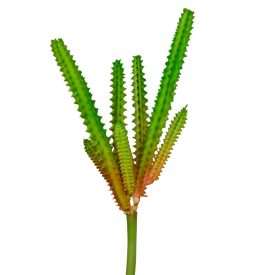 Americai agave 20cm magas Americai agave 20cm magas