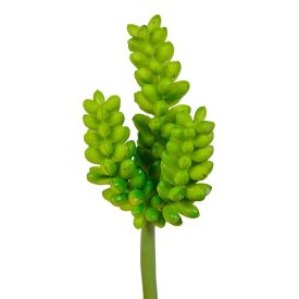 Pozsgás M12cm 72db/# Pozsgás M12cm 72db/#