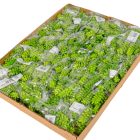 Pozsgás M12cm 72db/#