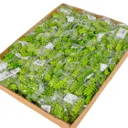 Pozsgás M12cm 72db/#