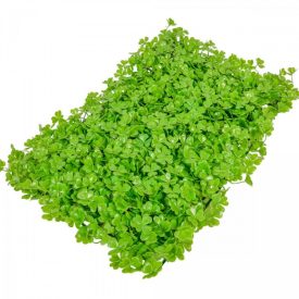 Zöld takaró 40x60cm Zöld takaró 40x60cm