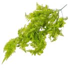 Páfrány futó 5 ágú 75cm