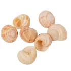 Éticsiga 0,5kg  natúr