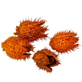 Beléndek narancs 6dkg/csom Beléndek narancs 6dkg/csom