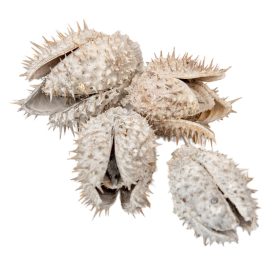 Beléndek zúzmarás 9dkg/csom Beléndek zúzmarás 9dkg/csom