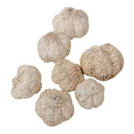 Fokhagyma termés falfestékes fehér 15dkg/csom