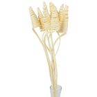 Cane Cone fehérített 7db-os