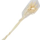 Cane Cone fehérített 7db-os