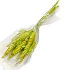 Cane Cone mini feh.vil.zöld 14db-os