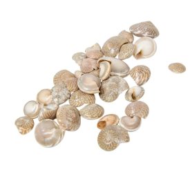 Kagyló 1kg Pambookan-Köldökcsiga zöld natúr Kagyló 1kg Pambookan-Köldökcsiga zöld natúr