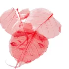 Fátyol levél piros 100db-os csomag